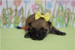 Melissa - Shiba Inu for sale