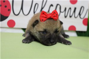 Melissa - Shiba Inu for sale