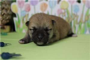 Memphis - Shiba Inu for sale