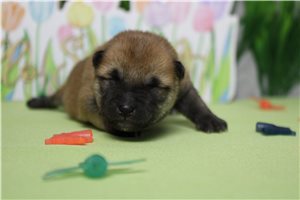 Murray - Shiba Inu for sale