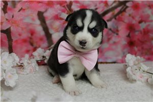 Jacques - Siberian Husky for sale