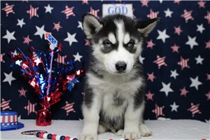 Jack - Siberian Husky for sale