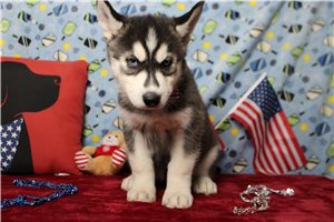 Jacob - Siberian Husky for sale