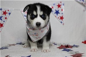 Jack - Siberian Husky for sale