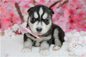 Jacob - Siberian Husky for sale