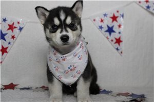 Jacob - Siberian Husky for sale