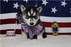 Jacob - Siberian Husky for sale