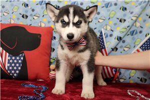 Jacques - Siberian Husky for sale