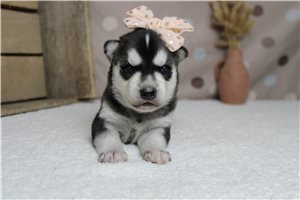 Jacqueline - puppy for sale