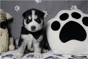 Jack - Siberian Husky for sale