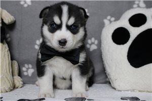 Jacques - Siberian Husky for sale
