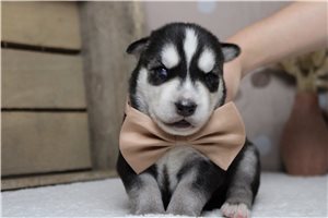 Jacob - Siberian Husky for sale
