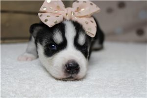 Jada - puppy for sale