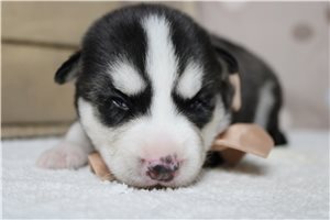 Jacques - Siberian Husky for sale