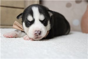 Jack - Siberian Husky for sale