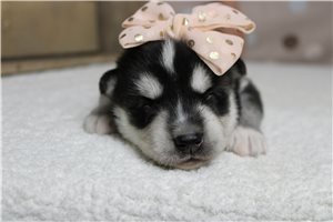 Jamie - puppy for sale