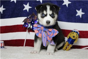 Jack - Siberian Husky for sale