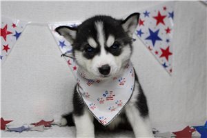 Jacques - Siberian Husky for sale