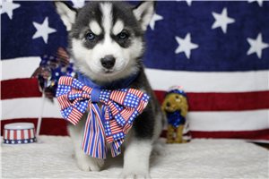 Jacques - Siberian Husky for sale