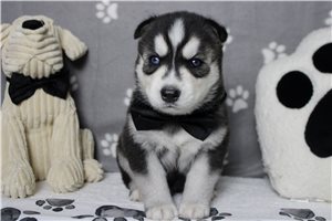 Jacob - Siberian Husky for sale