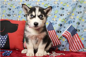 Jack - Siberian Husky for sale