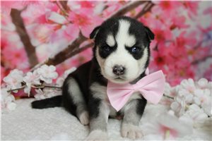 Jack - Siberian Husky for sale
