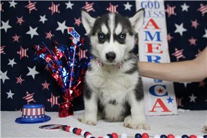 Jacques - Siberian Husky for sale