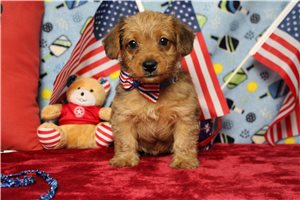 Larkin - Yorkiepoo - Yorkie Poo for sale