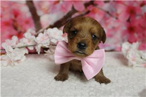 Larkin - Yorkiepoo - Yorkie Poo for sale