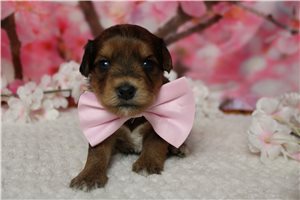 Lava - Yorkiepoo - Yorkie Poo for sale