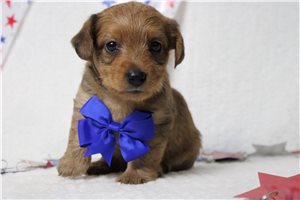 Larkin - Yorkiepoo - Yorkie Poo for sale