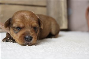 Larkin - Yorkiepoo - Yorkie Poo for sale