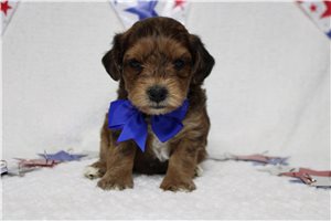 Lava - Yorkiepoo - Yorkie Poo for sale