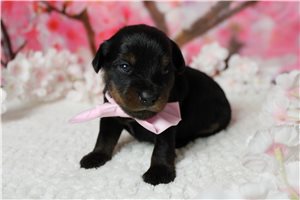 Laser - Yorkiepoo - Yorkie Poo for sale