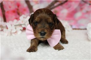 Lars - Yorkiepoo - Yorkie Poo for sale
