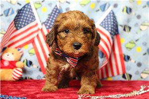 Lars - Yorkiepoo - Yorkie Poo for sale