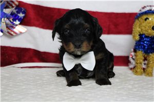 Langston - Yorkiepoo - Yorkie Poo for sale