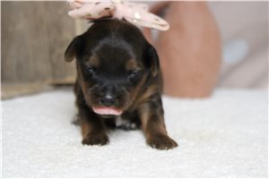 Larissa - puppy for sale