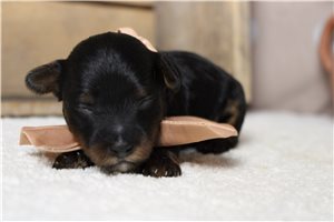 Langston - puppy for sale