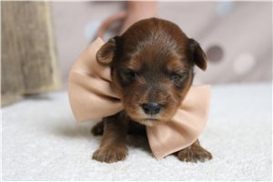 Lars - puppy for sale