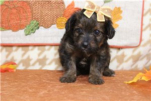Quartney - puppy for sale