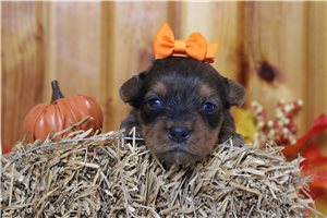 Qamra - puppy for sale