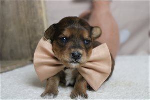 Lava - puppy for sale