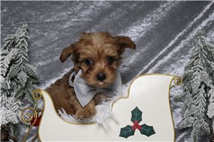 Quartz - Yorkiepoo - Yorkie Poo for sale