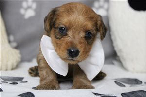 Larkin - Yorkiepoo - Yorkie Poo for sale