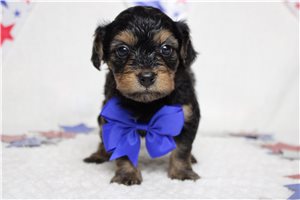 Lawrence - Yorkiepoo - Yorkie Poo for sale