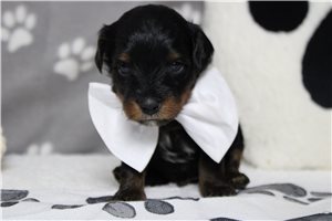 Langston - Yorkiepoo - Yorkie Poo for sale