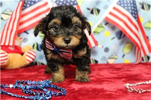 Lawrence - Yorkiepoo - Yorkie Poo for sale