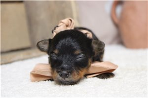 Lawrence - puppy for sale