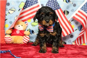 Langston - Yorkiepoo - Yorkie Poo for sale